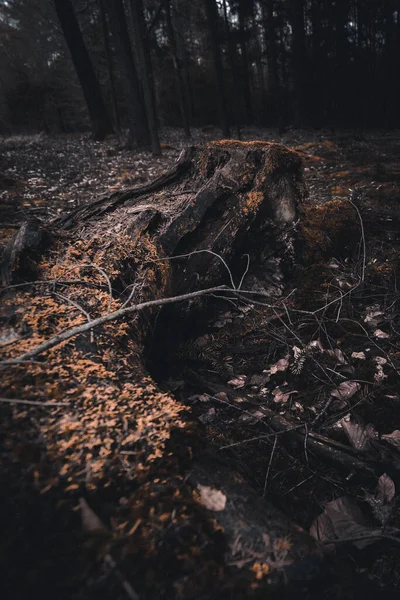 Einige Bäume Wald Stehen Allein — Stockfoto