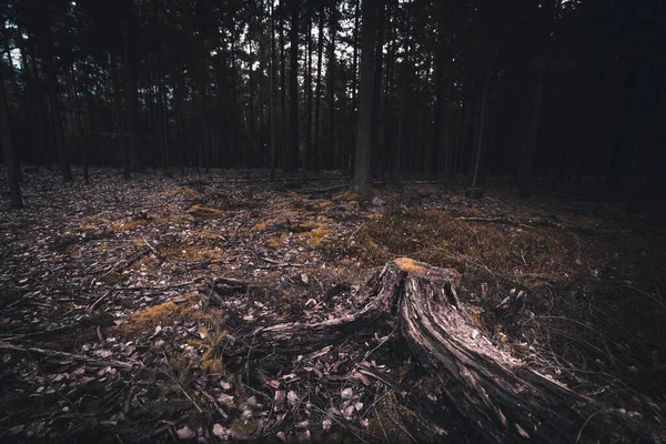 Certains Arbres Forêt Tiennent Seuls — Photo