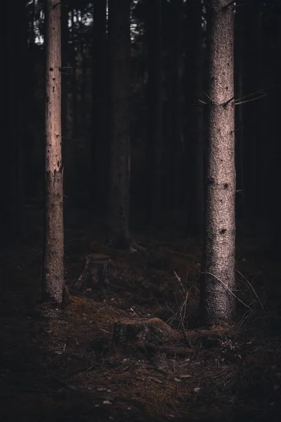 Einige Bäume Wald Stehen Allein — Stockfoto