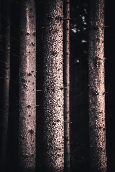 Certains Arbres Forêt Tiennent Seuls — Photo