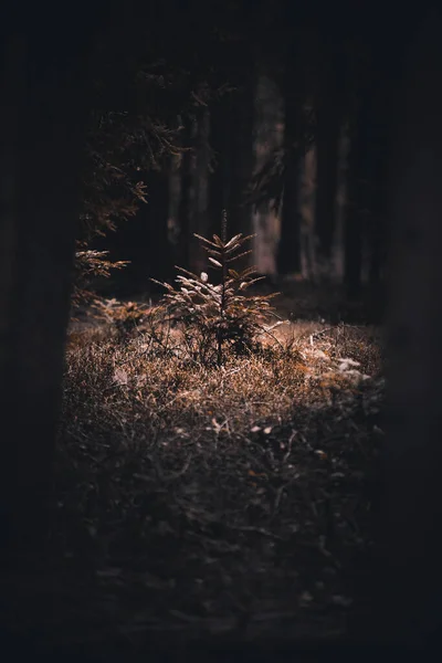 Certains Arbres Forêt Tiennent Seuls — Photo