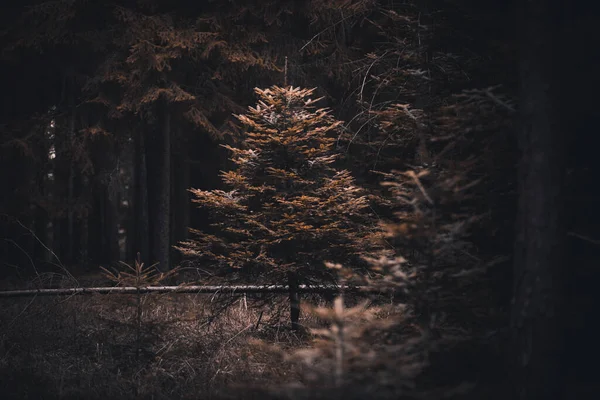Några Träd Skogen Står Ensamma — Stockfoto
