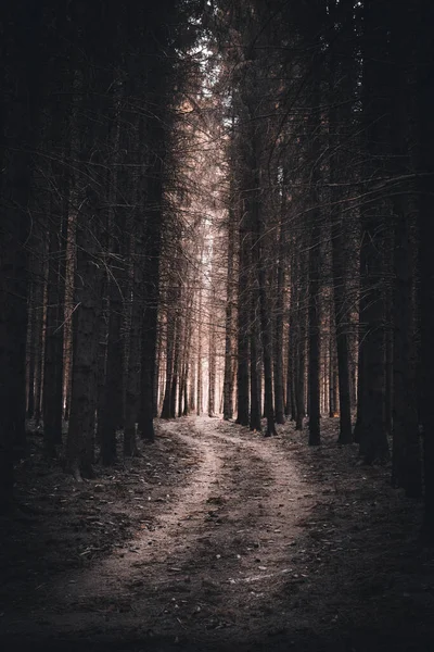 Некоторые Деревья Лесу Стоят Одиночестве — стоковое фото
