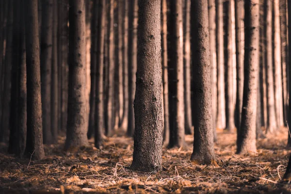 Einige Bäume Wald Stehen Allein — Stockfoto