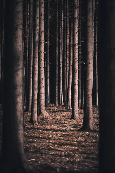 Некоторые Деревья Лесу Стоят Одиночестве — стоковое фото