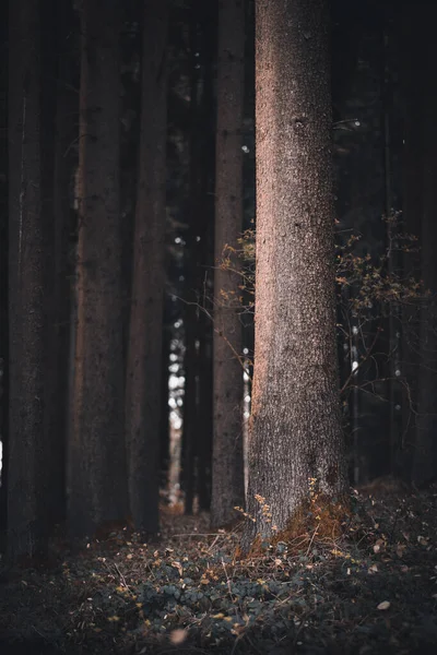 Einige Bäume Wald Stehen Allein — Stockfoto