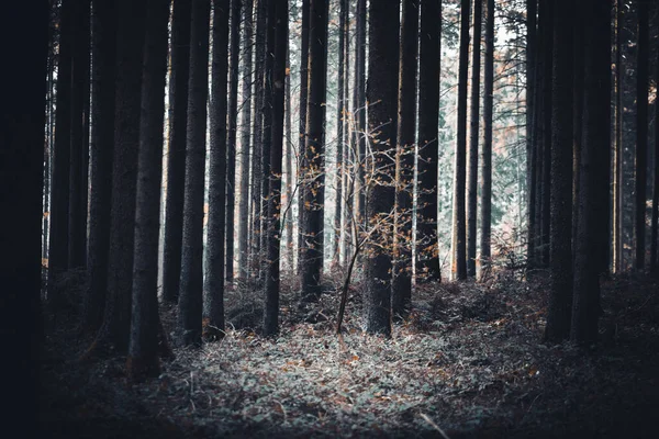 Einige Bäume Wald Stehen Allein — Stockfoto