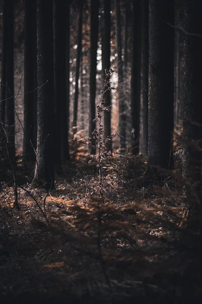 森のいくつかの木だけで立つ — ストック写真