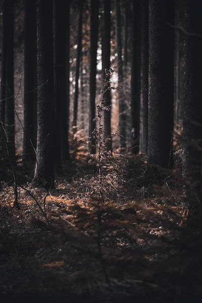 Sommige Bomen Het Bos Staan Alleen Voor — Stockfoto