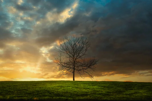 Живописный Вид Деревьев Небом Облаками — стоковое фото