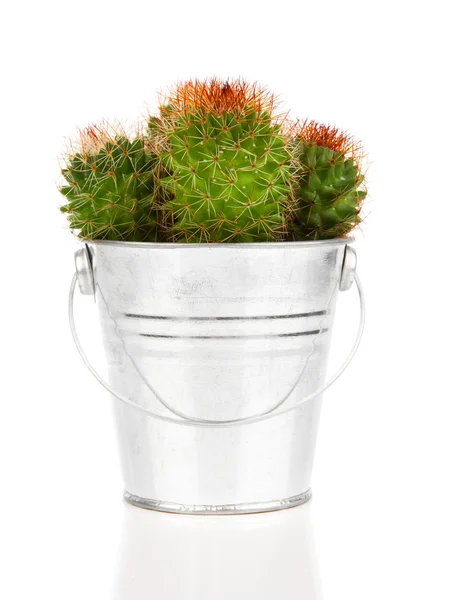 Kaktus, auf weißem Hintergrund — Stockfoto