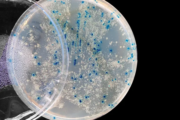 Бактериофаговые бляшки во время теста на титры — стоковое фото