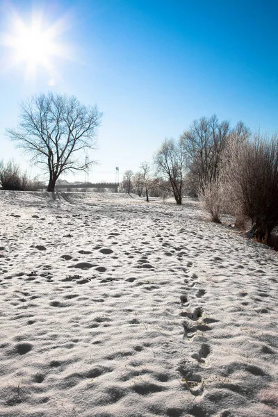 Drzewa krajobraz zima śnieg — Zdjęcie stockowe