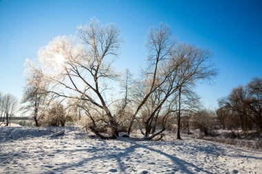  kış manzara ağaçlar karla