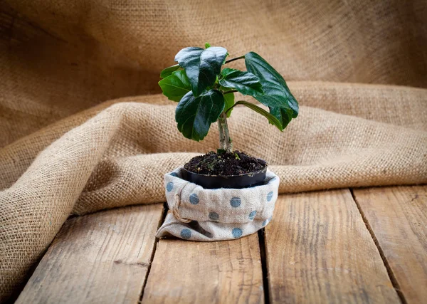 Hibiscus houseplant in paper packaging, on sackcloth, wooden bac — Stock Photo, Image