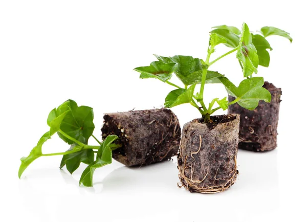 Geranium with roots, ready to plant — Stock Photo, Image