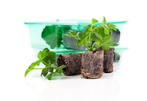 Geranium with roots, ready to plant — Stock Photo, Image