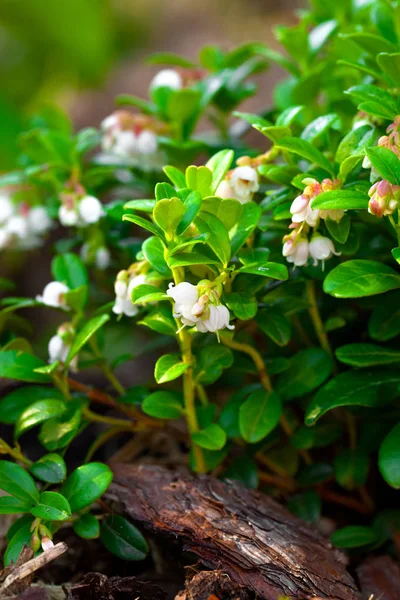 Cowberry 개화입니다. 식물 꽃 가까이 — 스톡 사진