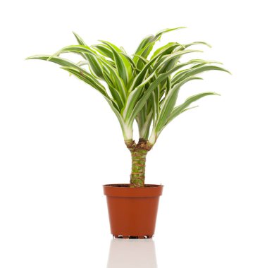 Beyaz zemin üzerinde bir tencerede Dracaena