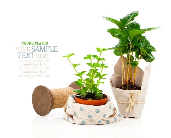 Peperomia (radiator plant) zaailing en koffie plant de boom, op wh — Stockfoto