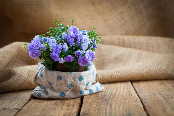 Blue Campanula terry plant on wooden background — Stock Photo, Image