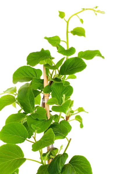 Actinidia deliciosa planta sobre fondo blanco — Foto de Stock