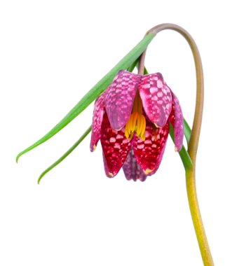 Yılan kafa Fritillary - beyaz backgr üzerinde Fritillaria destek
