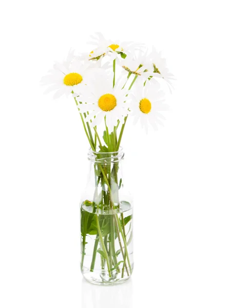 白い背景にデイジーの花束 — ストック写真