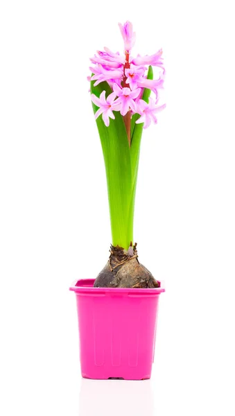 Jacinto de primavera em vaso isolado sobre fundo branco — Fotografia de Stock