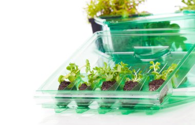 küçük yapraklı bitki, laboratuvar