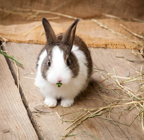 Ahşap bir arka plan üzerinde tavşan — Stok fotoğraf
