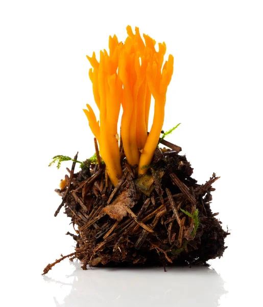 Calocera viscosa, commonly known as the yellow stagshorn, is a j — Stock Photo, Image