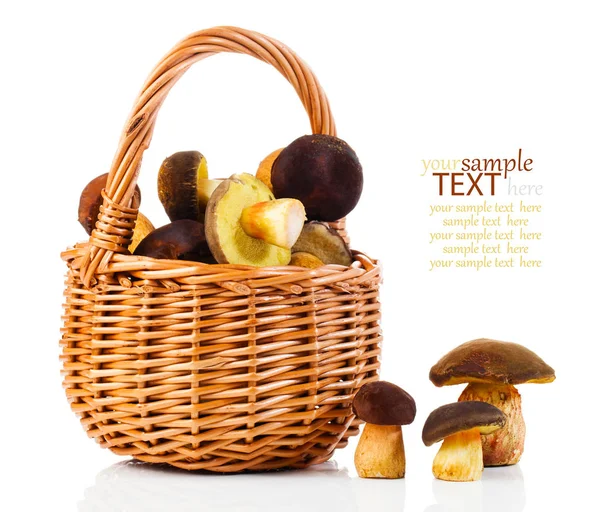 Edible mushrooms in a basket on a white background — Stock Photo, Image