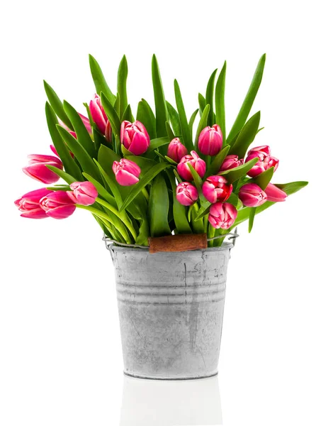 Buquê de tulipas em um balde em um fundo branco — Fotografia de Stock