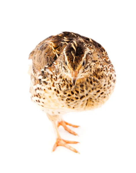 Young quail on a white background — Stock Photo, Image