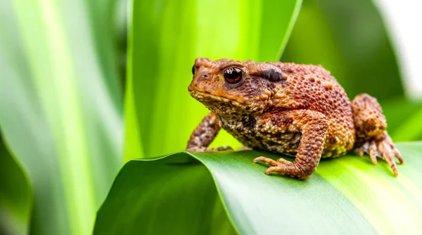 Sapo de tierra común sentado en planta verde — Foto de Stock