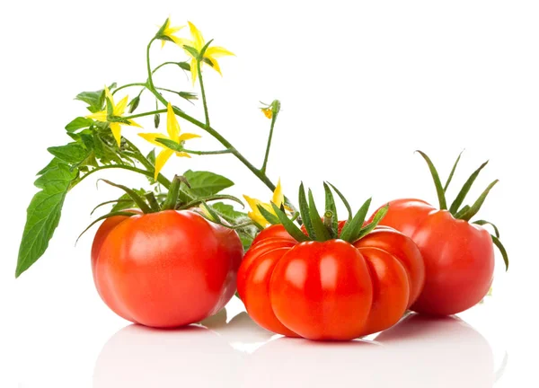 Verse tomaten met bush op witte achtergrond — Stockfoto