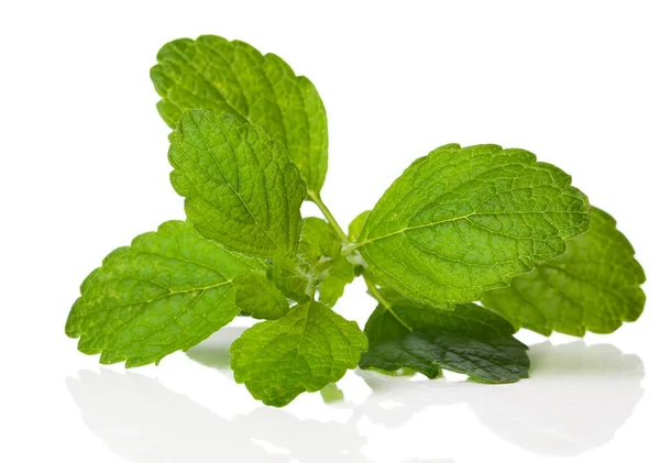 Melissa, genus of perennial herbs in the Lamiaceae, on a white b — Stock Photo, Image