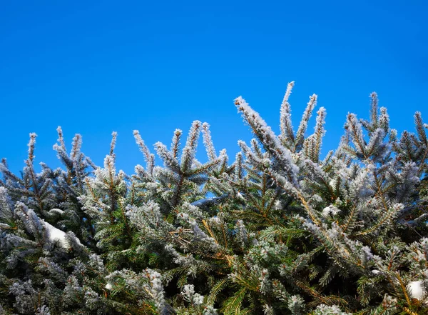 Χιονισμένο Υποκαταστήματα Του Χριστουγεννιάτικου Δέντρου — Φωτογραφία Αρχείου