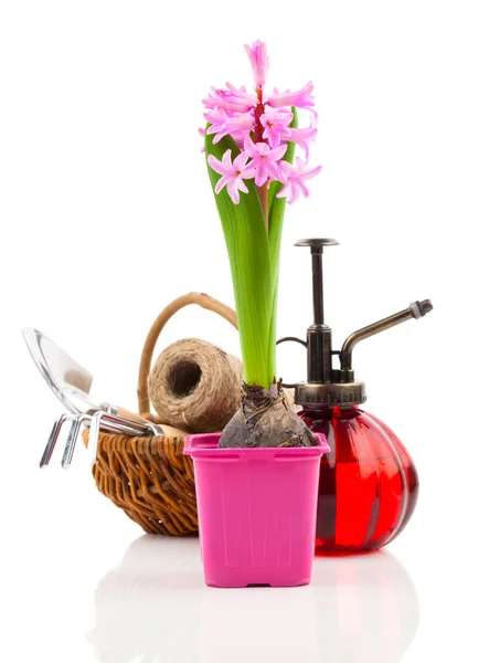 Flor de jacinto con herramientas de jardín para plántulas en un respaldo blanco — Foto de Stock