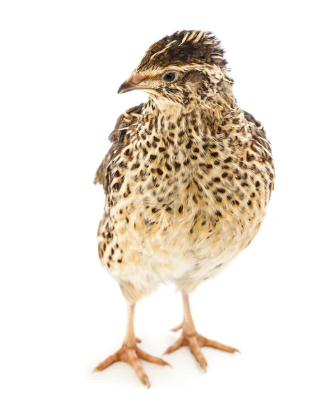 Young quail on a white background — Stock Photo, Image