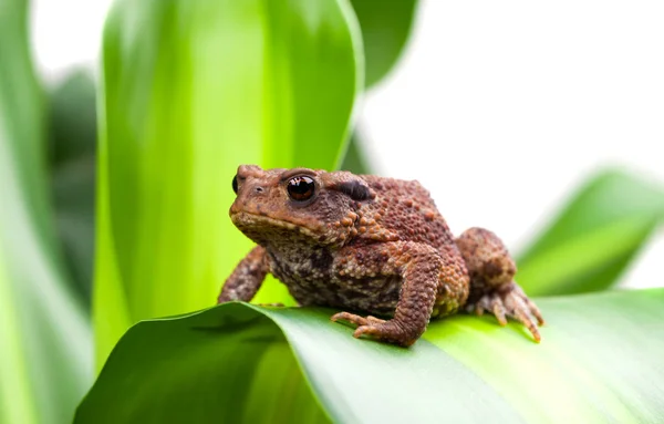 Crapaud de terre commune assis sur une plante verte — Photo