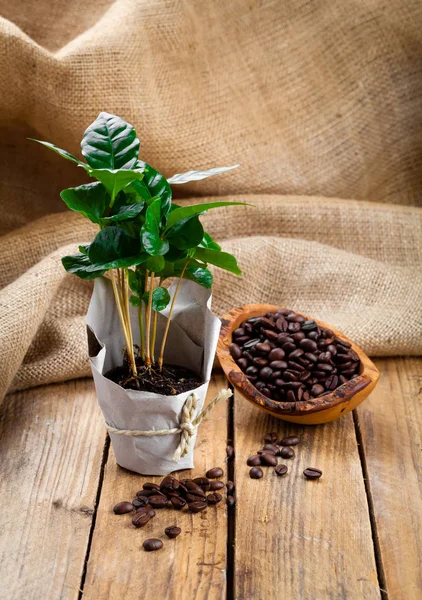 Árvore de planta de café em embalagens de papel em pano de saco, backgr de madeira — Fotografia de Stock