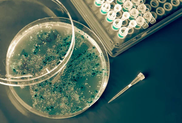 Petriho Miska Bakteriálními Koloniemi Lékařské Abstraktní Zázemí — Stock fotografie