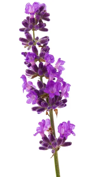 Filiale Von Frischem Lavendel Auf Weißem Hintergrund — Stockfoto