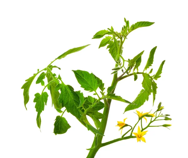 Tomato Seedlings Flowers White Background — Stock Photo, Image