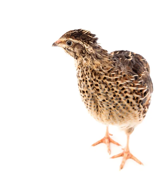 Quaglia Giovane Coturnix Coturnix Isolata Fondo Bianco — Foto Stock