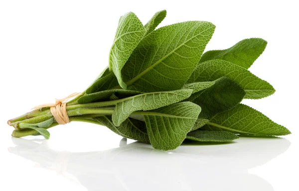 Grüne Blätter Von Salbei Isoliert Auf Weißem Hintergrund — Stockfoto