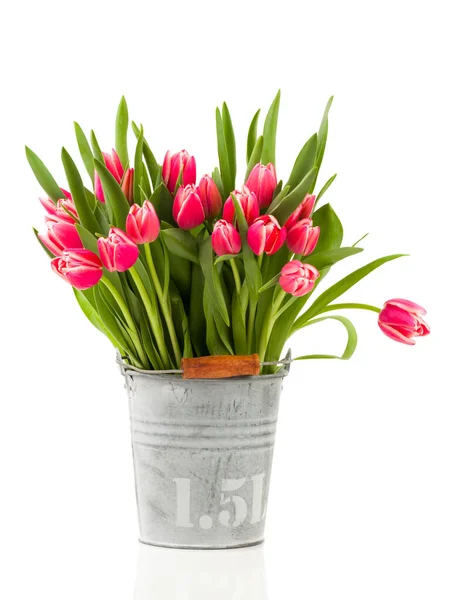 Red Tulips Bucket White Background — Stock Photo, Image