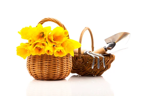 Boeket Narcissen Bloemen Een Mand Een Witte Achtergrond — Stockfoto